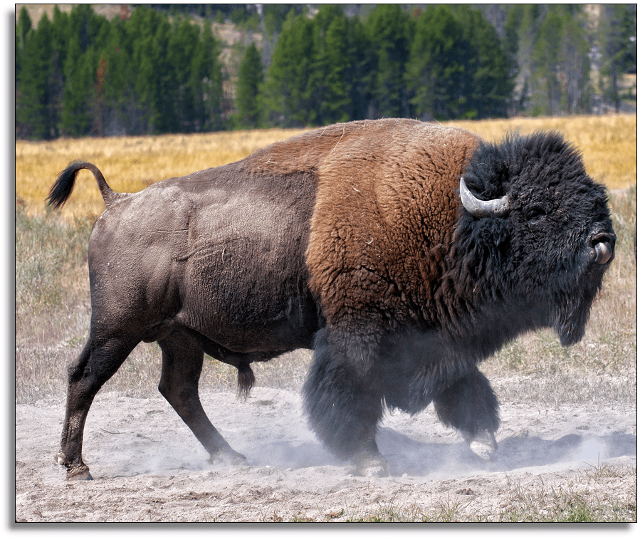 Native American Bison